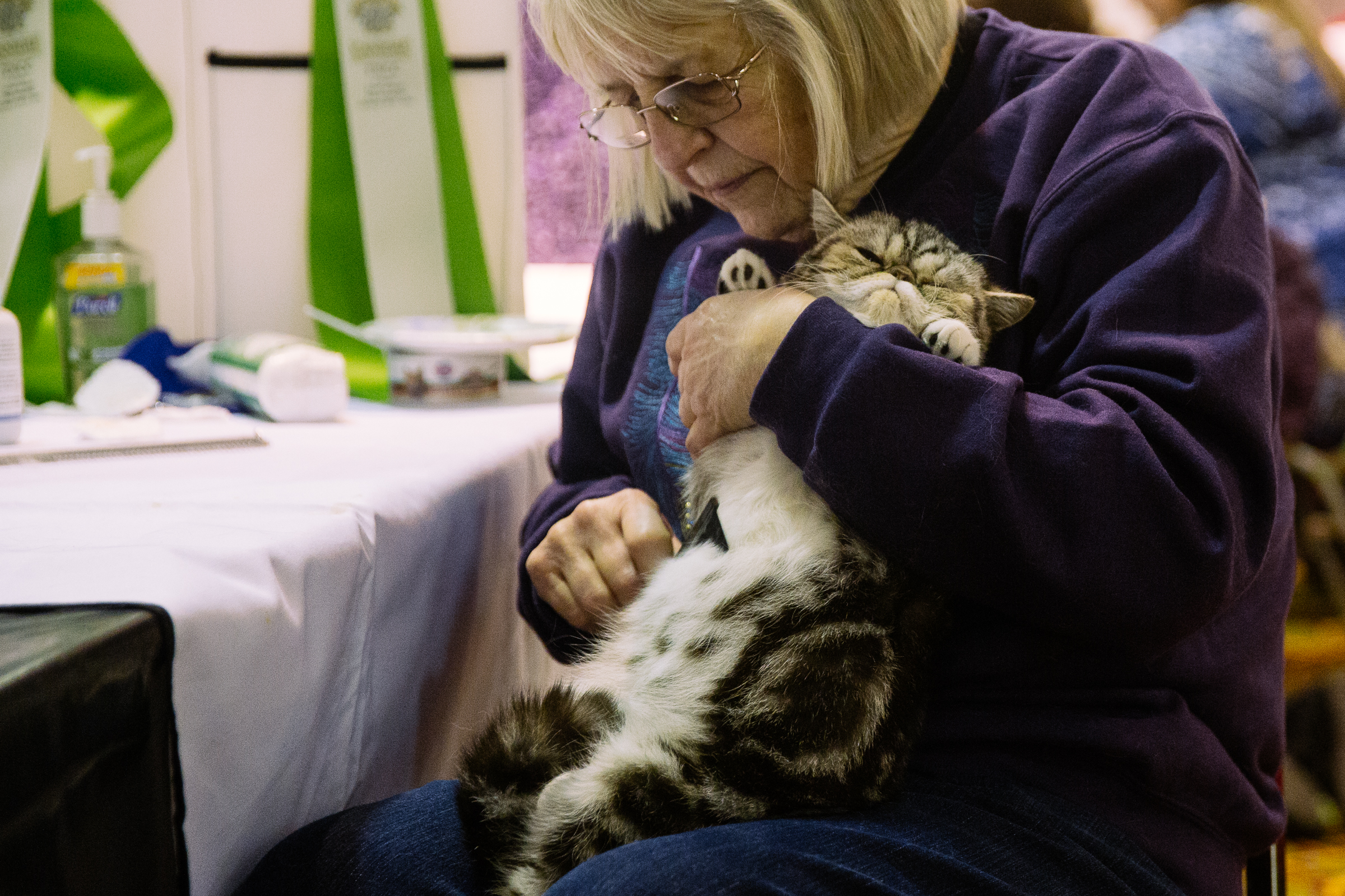 The International Cat Show Brings Furry Feline Faces To The Northwest ...