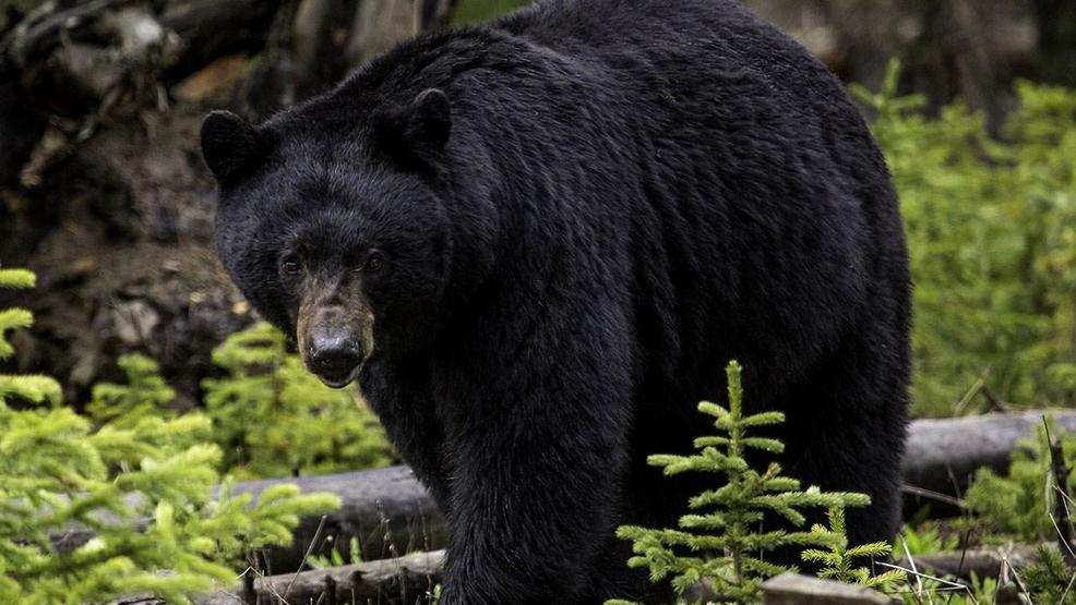Pennsylvania hunters killed record 4,653 black bears in 2019 WHP