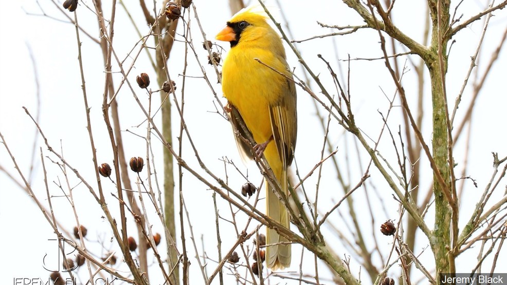 Study Climate change possible cause of bird species decline WJLA