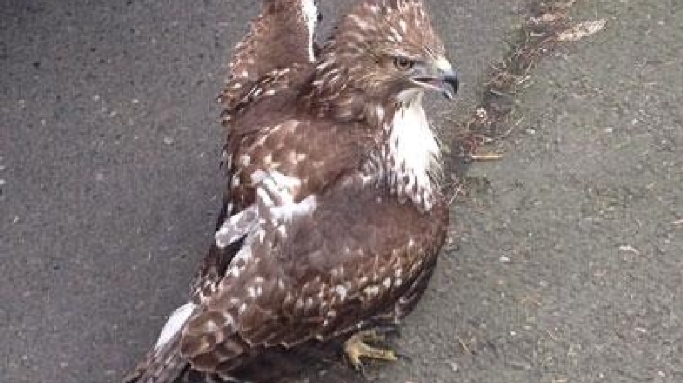140122-Hawk.jpg