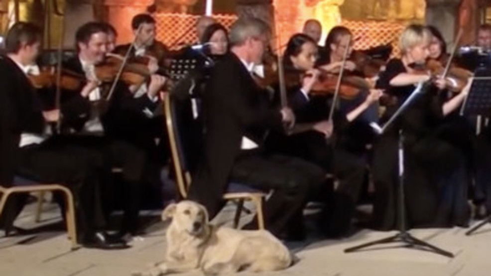 A dog crashed this classical concert and the audience loved it circa.brightspotcdn.jpg