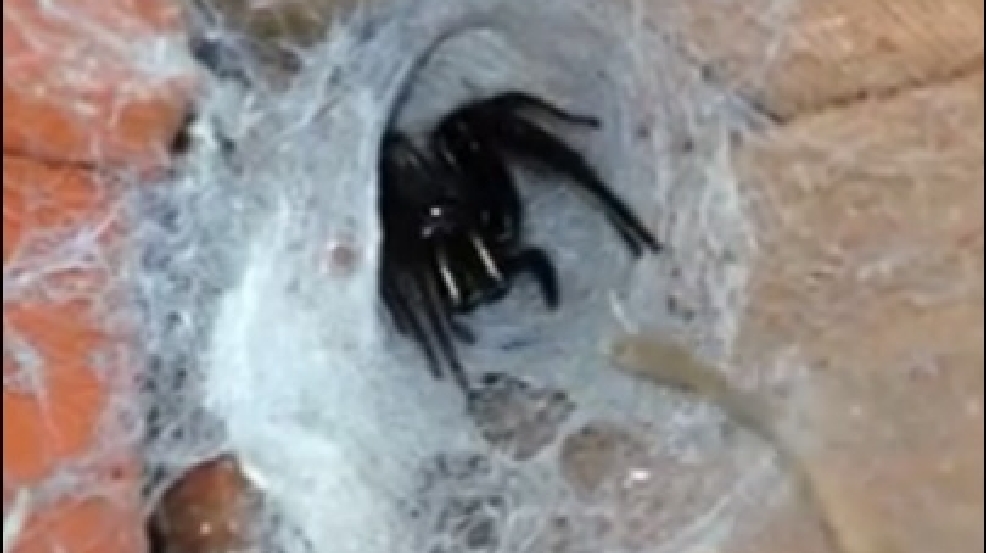 140825_giant_spider.jpg