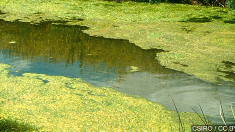 Algae again threatening Florida’s Indian River Lagoon WPEC