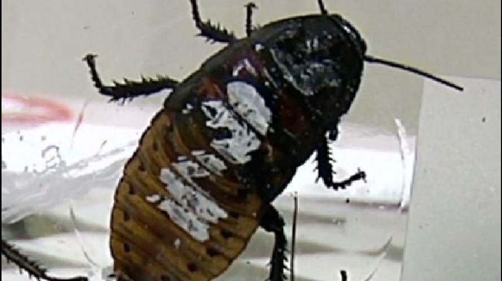131013_roach.jpg