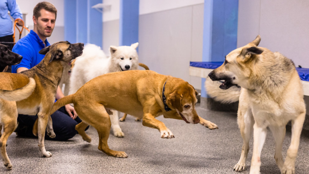 city dogs daycare