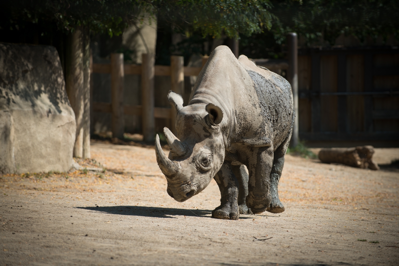 Columbus Zoo black rhino does WSYX