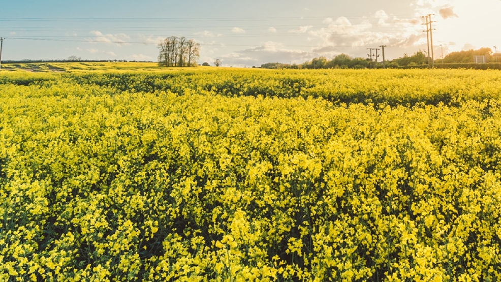 West Virginia accepting agriculture specialty block grant proposals WCHS