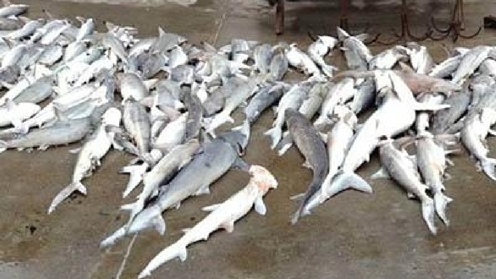 Hundreds of dead sharks found in illegal net off South Padre Island KGBT