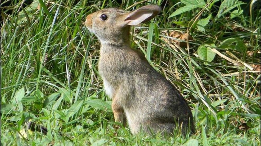 wild republic rabbit