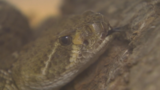 Department of Fish & Wildlife say rattlesnakes are out with warmer weather 
