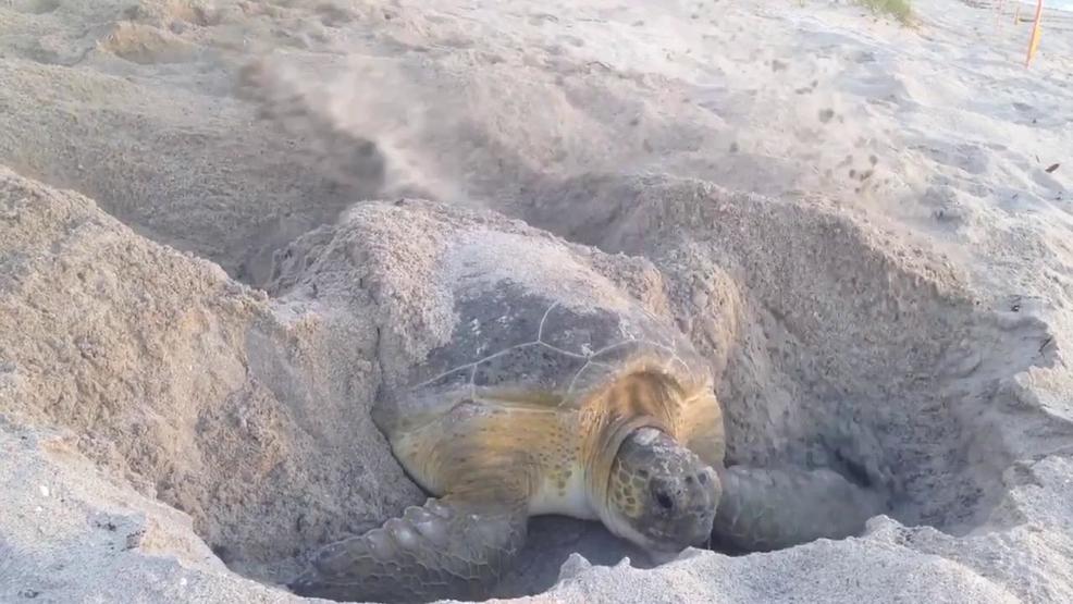 Sea turtle nesting season starts in South Florida WTVX