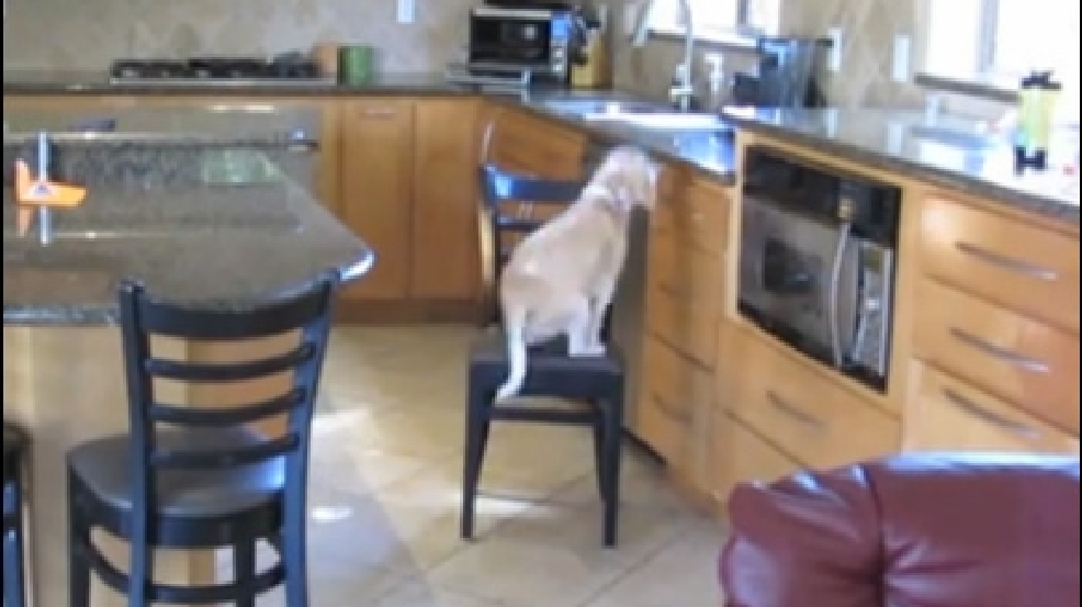 140110_sneaky_dog.jpg