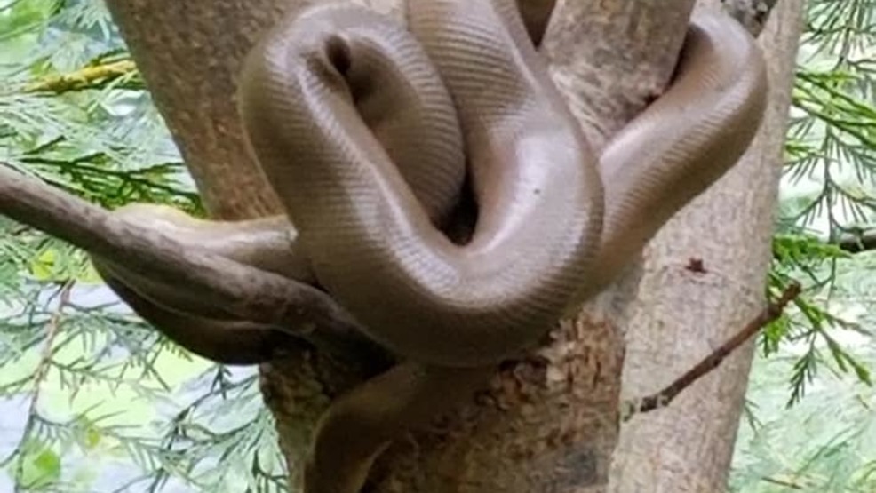 rubber boa constrictor snake