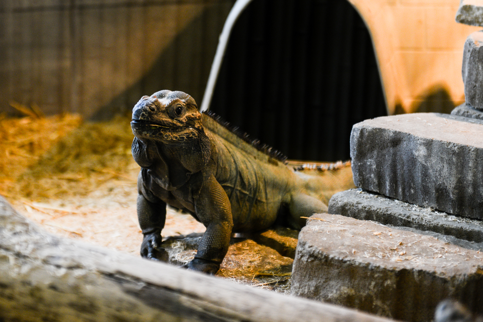 A day trip out to Monroe's Reptile Zoo Seattle Refined