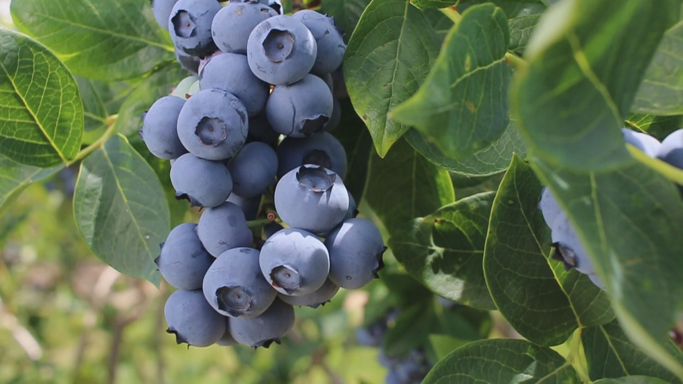 Oregon Blueberries KATU