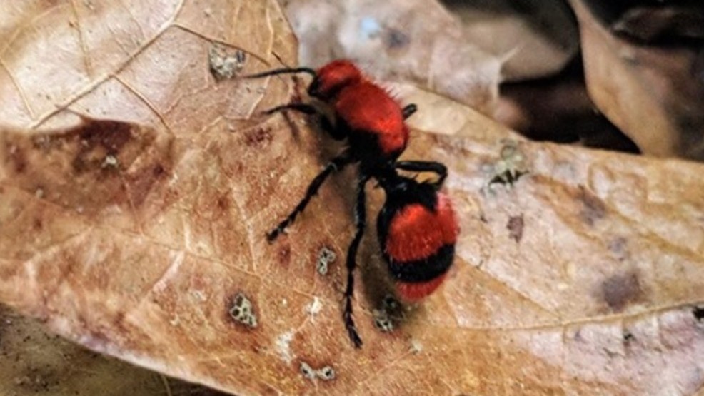GSMNP Home to stunning nature, stinging red velvet ants WZTV