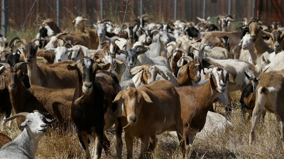 'When passengers take off and fly over the goats, I'm sure that's a thrill' KATU