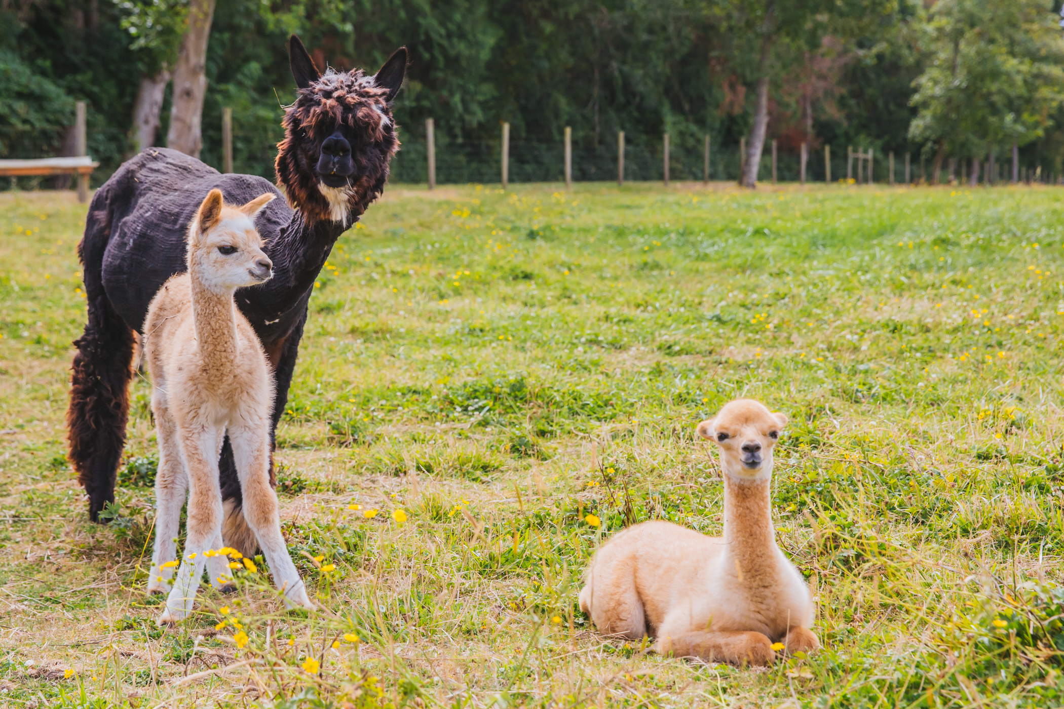 RUFFined Spotlight Solcita & Lana Linda the Baby Alpacas Seattle Refined