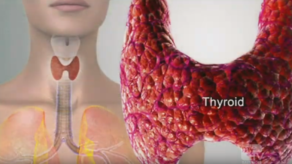 Thyroid.png Thyroid.png