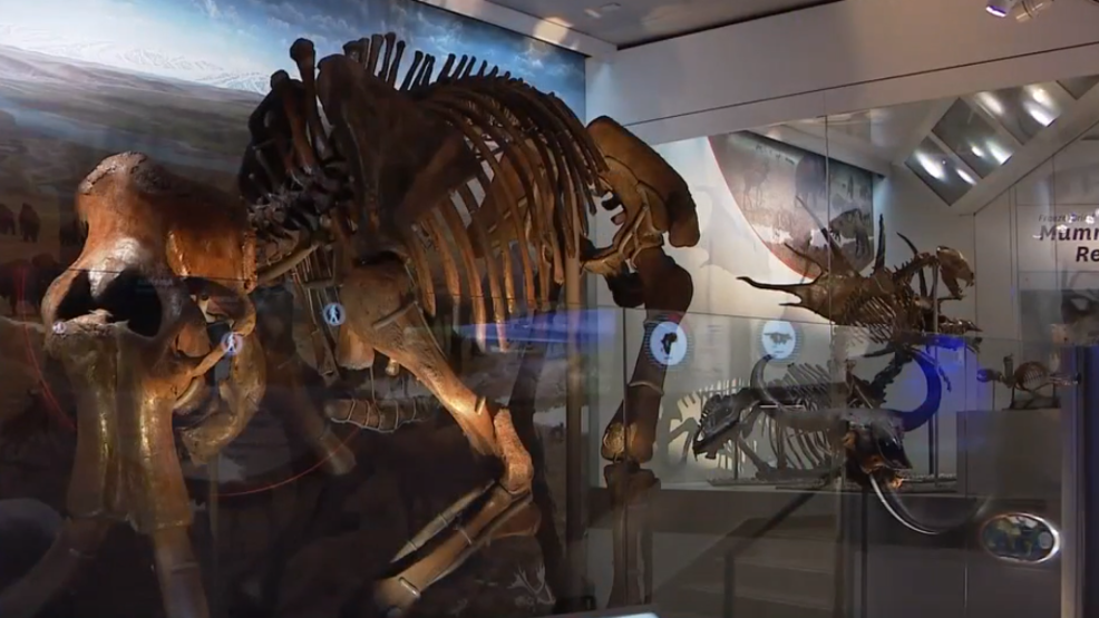 Smithsonian's newly renovated Dinosaur Hall exhibit opens Saturday WJLA