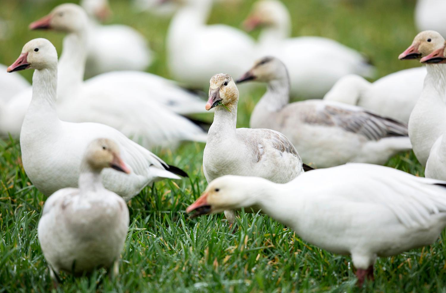 Photos Thousands of snow geese migrate from Siberia & Alaska to Skagit