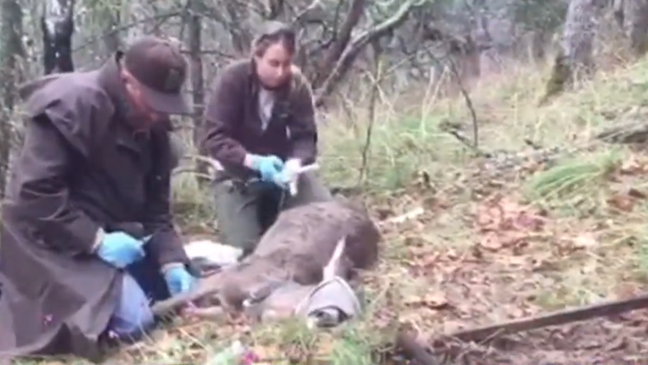 Mail Tribune's Mark Freeman on tracking, saving deer population