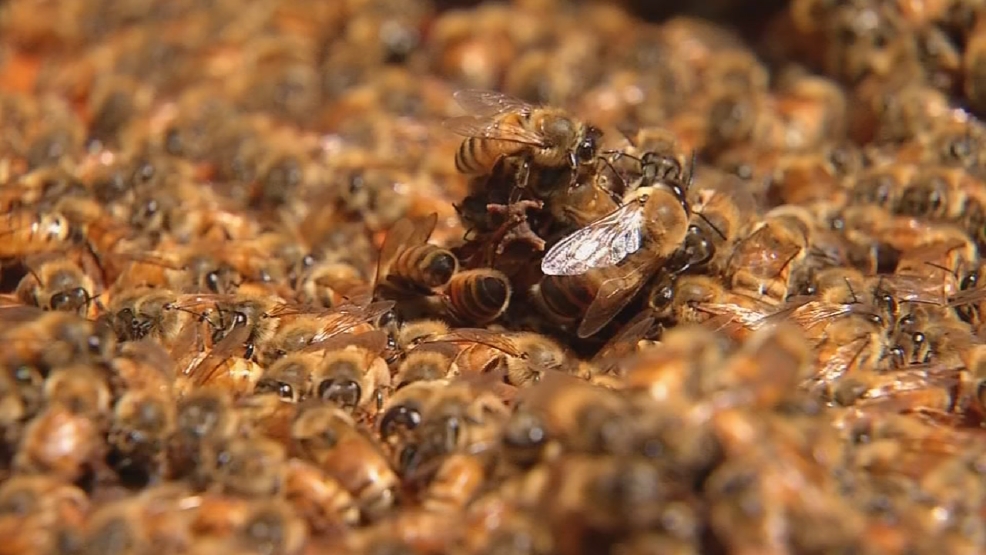 Traveling WV Mountain State Honey Company WCHS