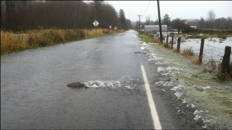 Road or river? Salmon swim across flooded road KATU