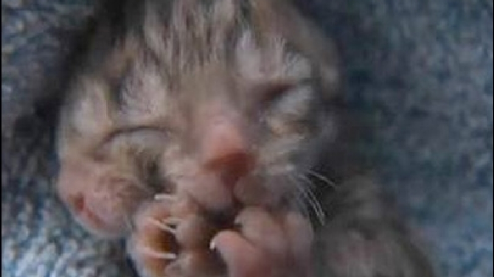 130614_2_kitten.jpg
