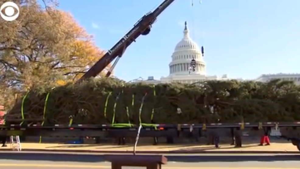 WATCH U.S. Capitol Christmas tree arrives WWMT