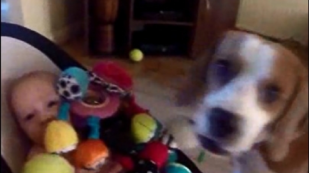 140722_pooch_apology.jpg