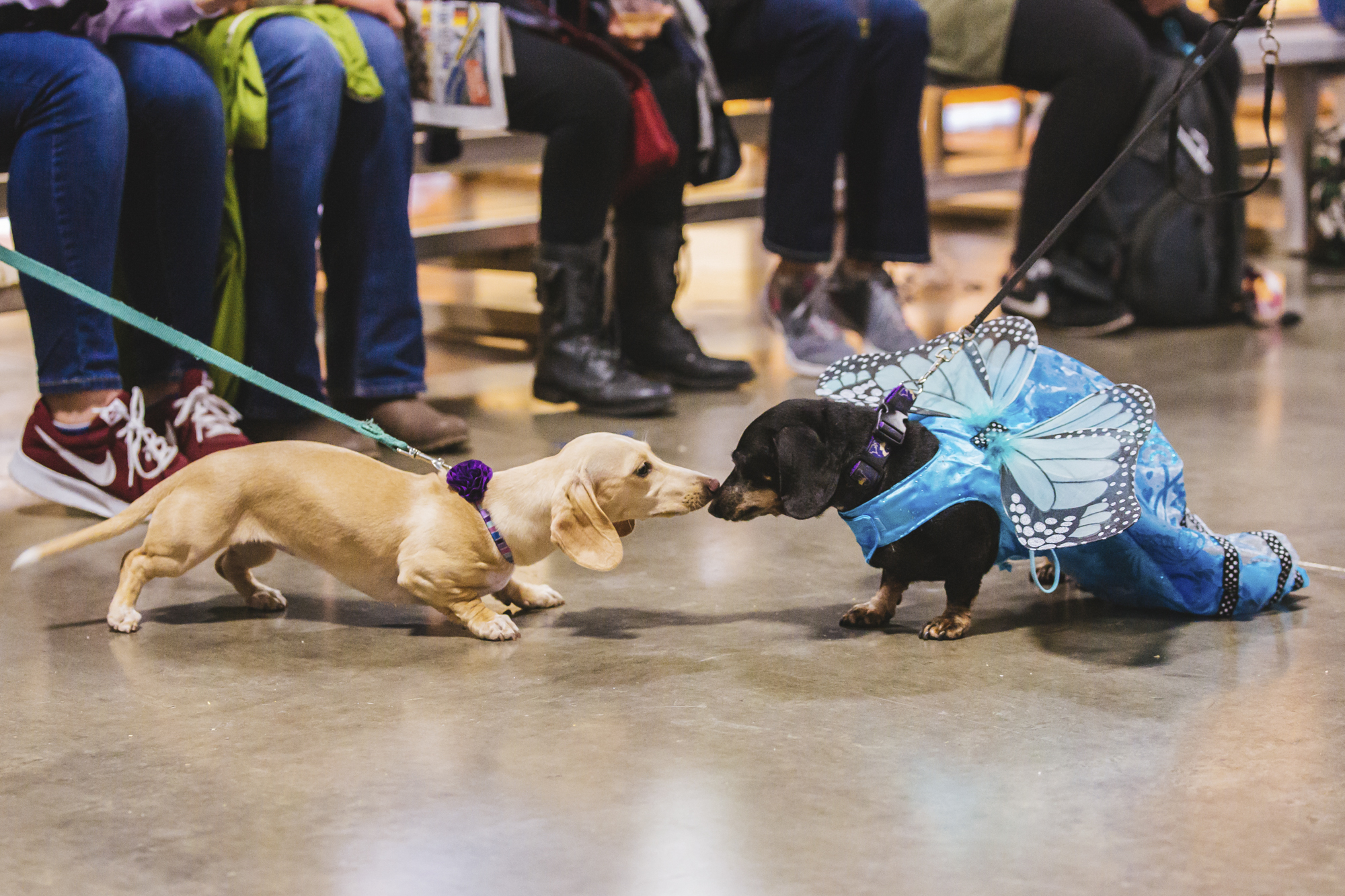 Photos Wiener dogs steal the show at Oktoberfest Northwest Seattle