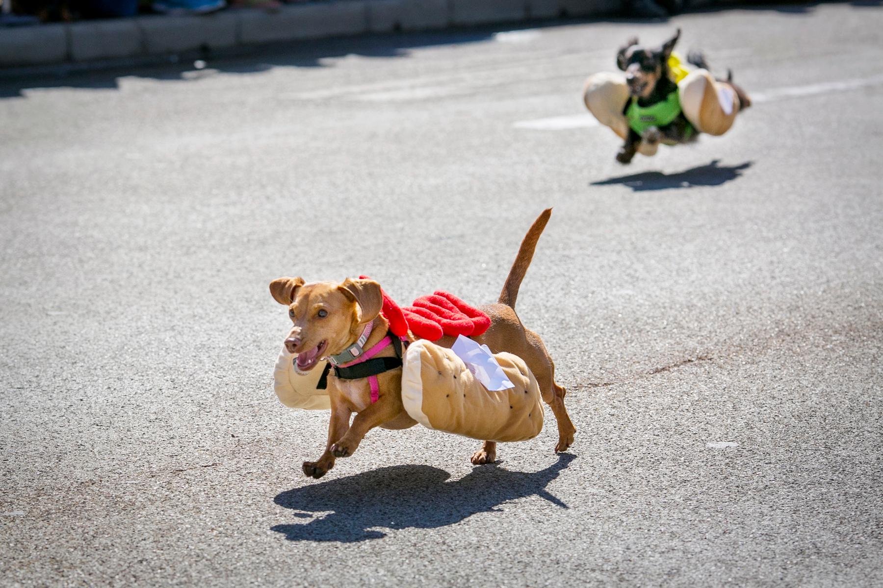 Photos The 10th Annual Running Of The Wiener Dogs At Oktoberfest