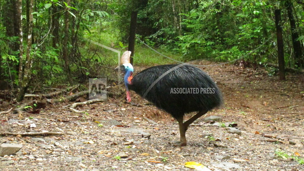 Authorities: Large, flightless bird kills its Florida owner - WEAR thumbnail