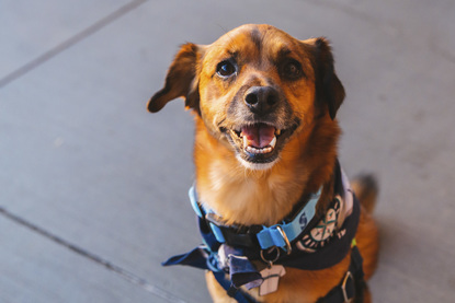 seattle mariners dog jersey
