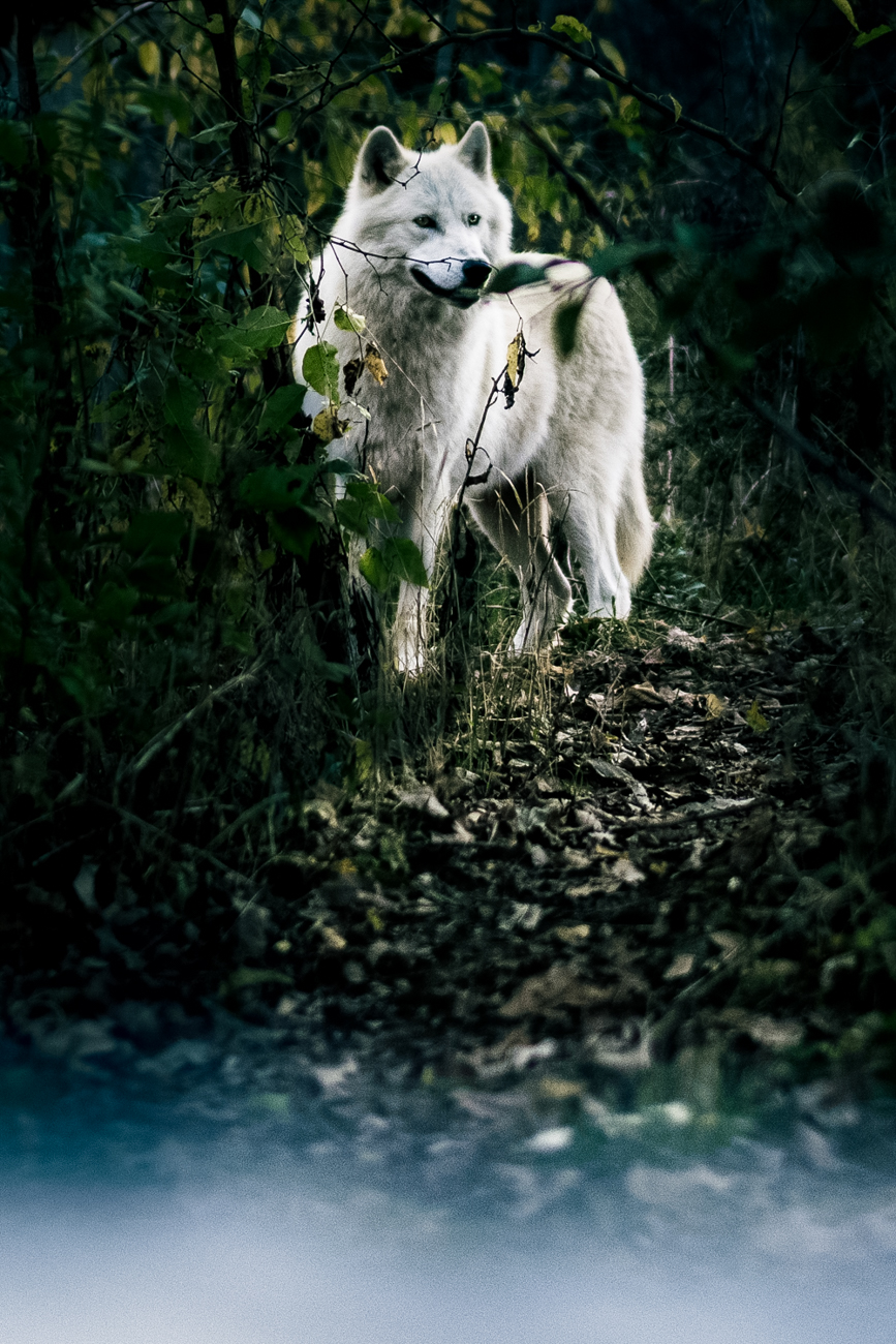 20 Incredible Photos Of The Animals At Red Wolf Sanctuary | Cincinnati