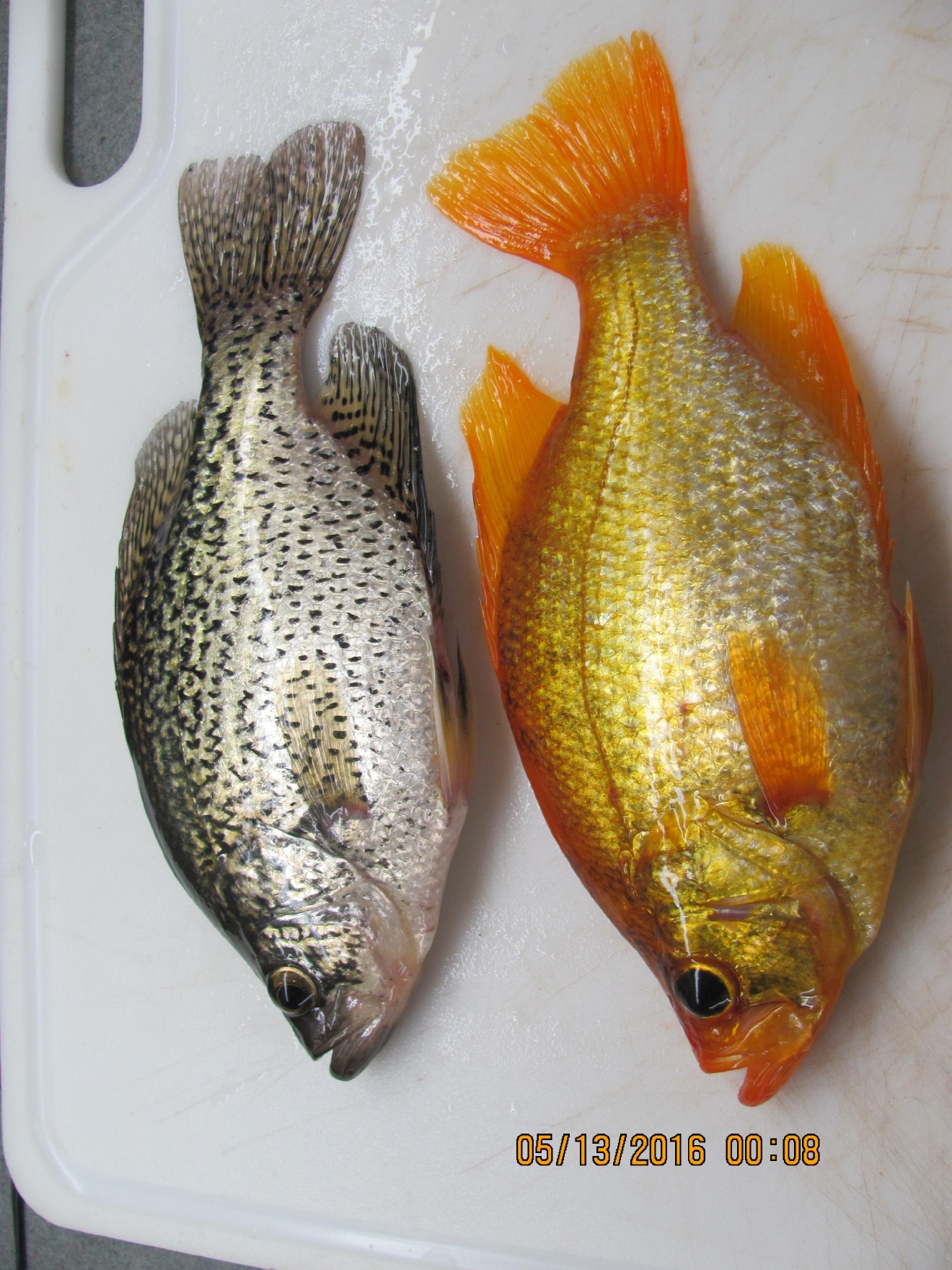 Unusual goldcolored fish caught on Fox River WLUK