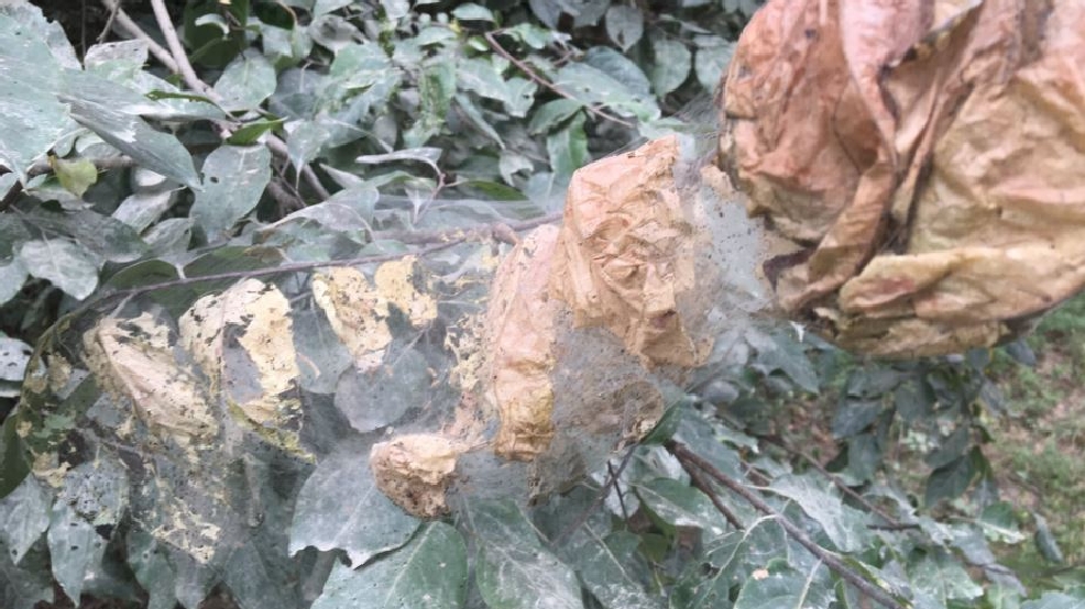What are those strange webs in trees across the area? WGXA