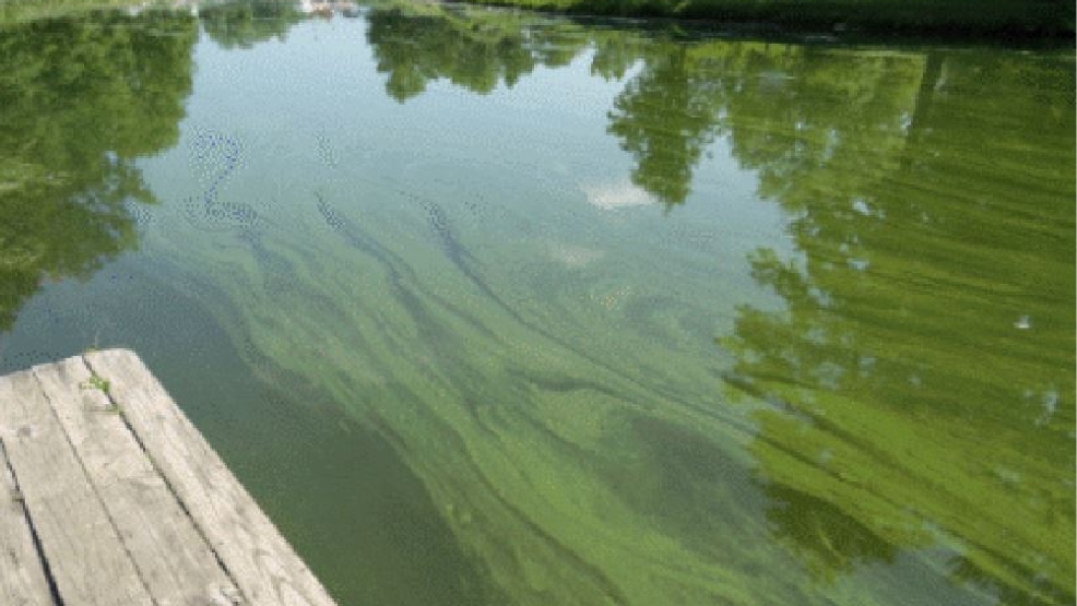 Bluegreen algae blooms found on Conesus Lake WHAM