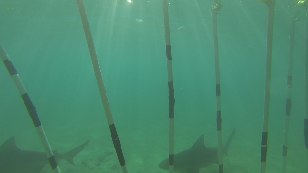 Shark biologist says magnets repel sharks | WJAR