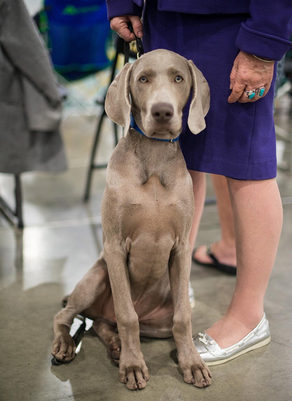 Portland Kennel Club Dog Show Portland Kennel Club Dog Show