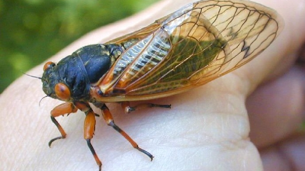 Missouri Cicada set to wake up from 17 year slumber KTVO