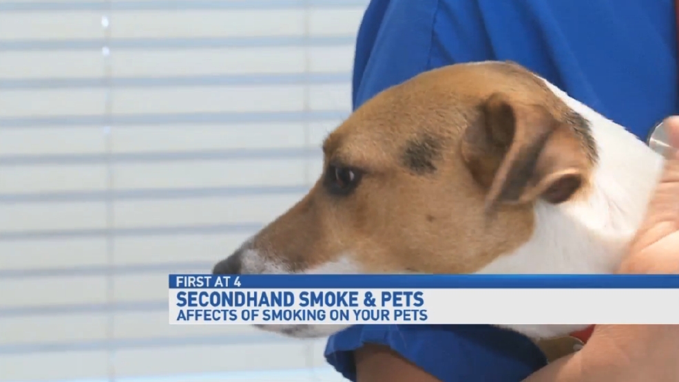 The effects of secondhand smoke on pets WEAR