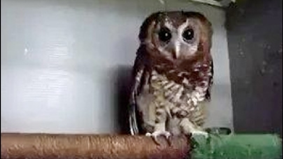 130405_cute_owl.jpg
