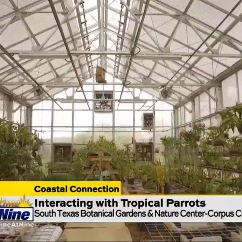 Stop And Smell The Roses At The South Texas Botanical Gardens Kabb