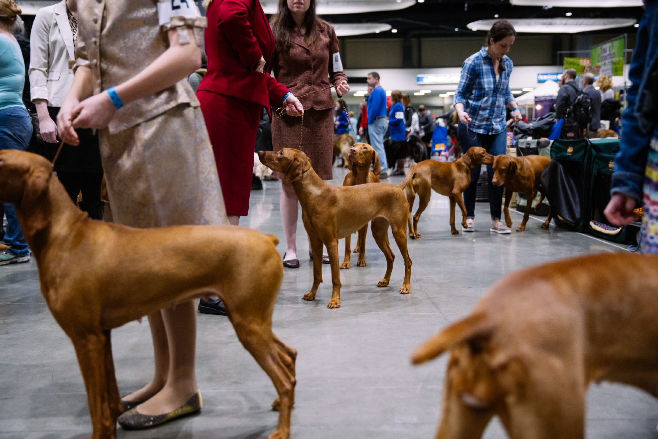 seattle dog show seattle dog show