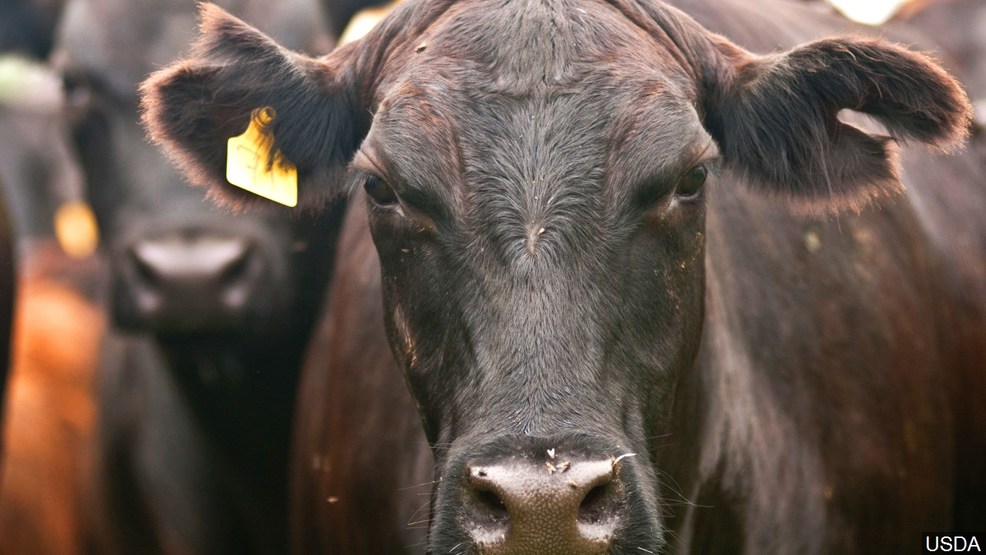 investigator-says-cattle-rustling-on-the-rise-in-oklahoma-ktul