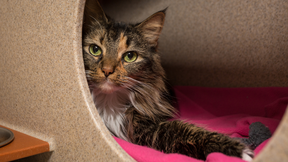 Pet of the Week: 8-year-old Frida 