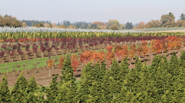 The Science Is In: Plants Make Life Better