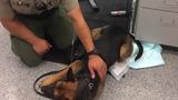 Narcan saves Clackamas Sheriff's K9 after heroin exposure